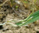 Astragalus juratzkanus. Соплодие. Копетдаг, Чули. Май 2011 г.