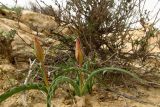 Tulipa systola