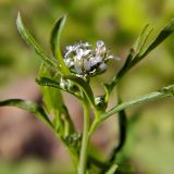 Lepidium sativum