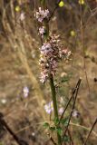 Cuscuta lehmanniana