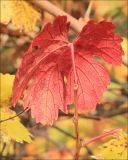 Vitis vinifera. Лист в осенней окраске (вид снизу). Черноморское побережье Кавказа, окр. Новороссийска, близ мыса Шесхарис, у приморского обрыва. 1 декабря 2012 г.