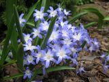 Chionodoxa forbesii