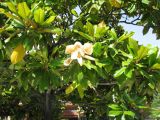 Magnolia grandiflora. Часть кроны с отцветающим цветком. Франция, Приморские Альпы, г. Ментона, проспект Соспель, бульвар. 19.06.2012.