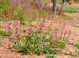 Silene palaestina