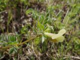 Vicia hybrida