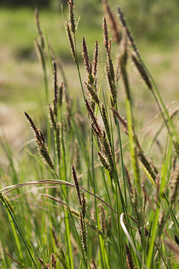 Изображение особи Carex juncella.