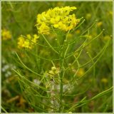 Sisymbrium loeselii. Соцветие с плодами. Чувашия, окр. г. Шумерля, обочина дороги к хлебозаводу. 29 июня 2009 г.