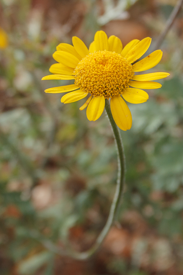 Изображение особи Anthemis tinctoria.