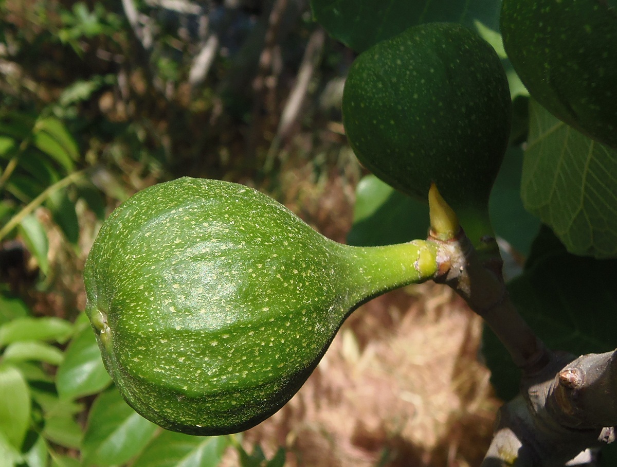 Изображение особи Ficus carica.