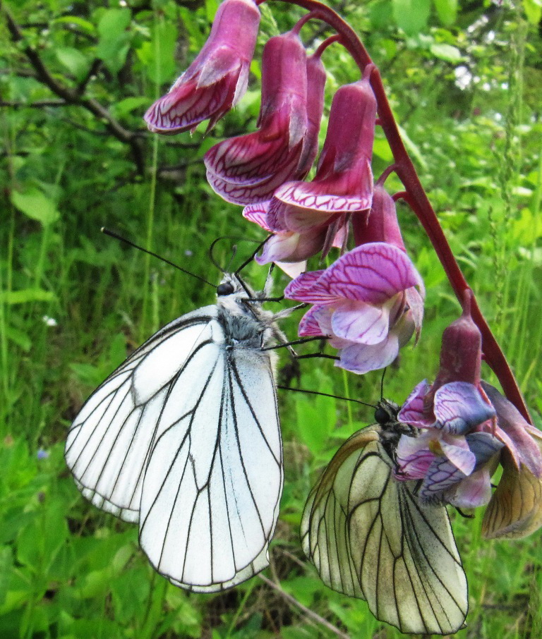 Image of Lathyrus pisiformis specimen.