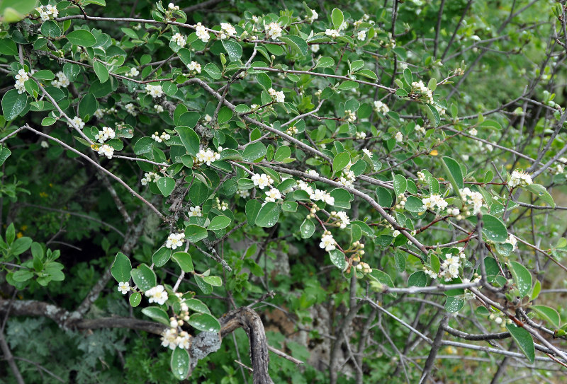 Изображение особи Cotoneaster suavis.