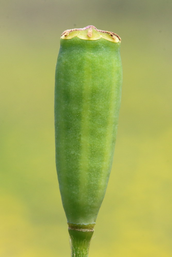 Изображение особи Papaver albiflorum.