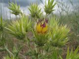 Cousinia minkwitziae. Верхушка цветущего растения. Южный Казахстан, предгорья Таласского Алатау, правый борт каньона Коксай, выс. 1650 м н.у.м. 13 июня 2011 г.