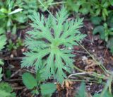 Geranium pratense. Лист. Иркутская обл., Ольхонский р-н, западное побережье оз. Байкал, пойма руч. Хорга. 29.06.2014.