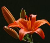 Lilium pensylvanicum