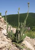 Pilosella × auriculoides. Зацветающее растение. Краснодарский край, Абинский р-н, окр. станицы Шапсугская, мергелевый карьер. 16.05.2014.