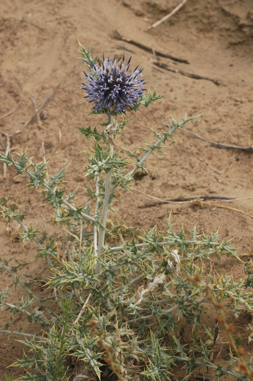 Изображение особи Echinops albicaulis.