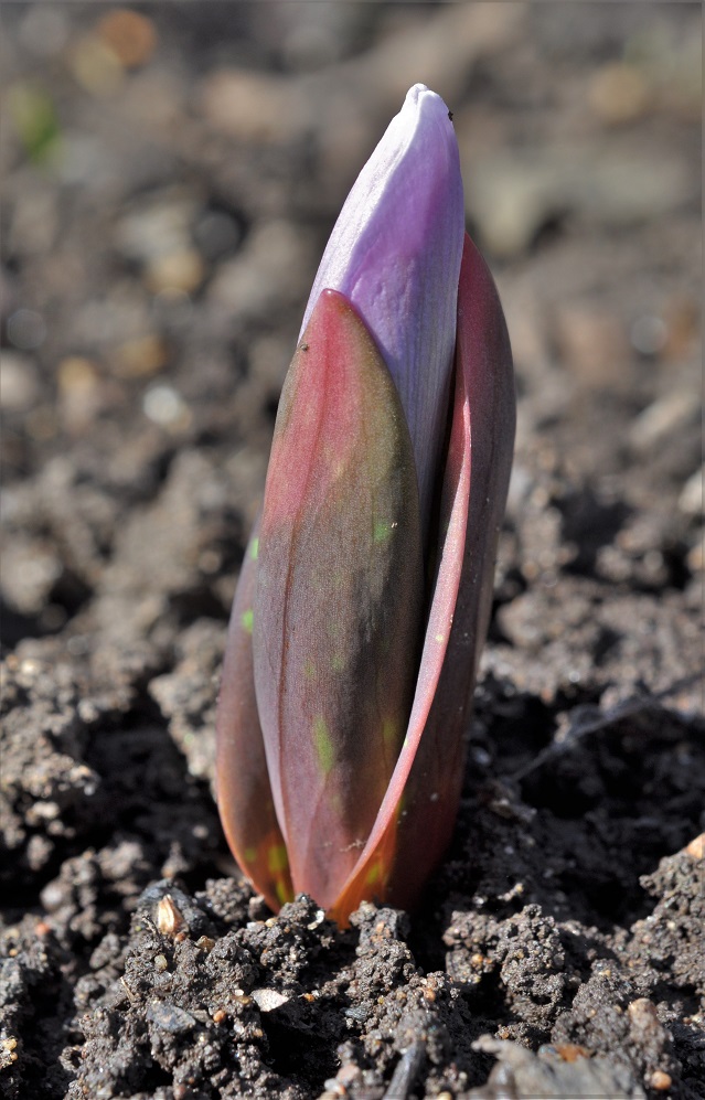 Изображение особи Erythronium sibiricum.