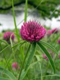 Trifolium alpestre. Верхушка побега с соцветием. Украина, Житомирская обл., г. Новоград-Волынский, р-н спасательной станции, холмистый берег р. Случь. 31.05.2016.