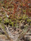 Polytrichum piliferum. Растения со спорогонами. Ленинградская обл., окр. пос. Большая Ижора, побережье Финского зал., тыльная часть песчаного берегового вала, низкотравый сухой луг. 13.06.2016.