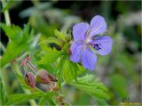 Geranium pratense