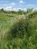 Filipendula ulmaria. Куртина цветущих растений на границе разнотравно-злакового луга и серовейникового заболоченного луга. Ленинградская обл., Гатчинский р-н, окр. пос. Пудость, заброшенный травертиновый карьер. 10.07.2016.