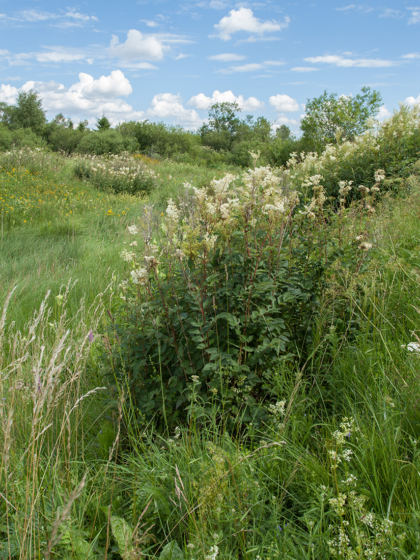 Изображение особи Filipendula ulmaria.