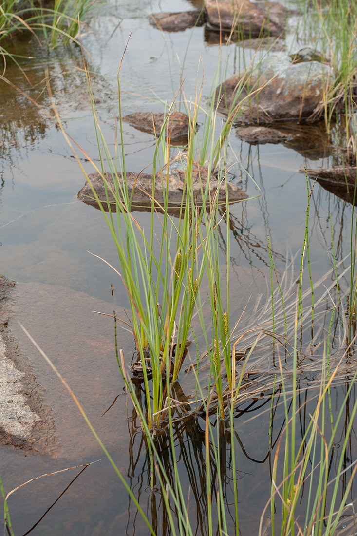 Изображение особи Carex rostrata.