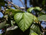 Hibiscus elatus