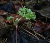 Artemisia absinthium