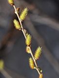 Salix pierotii