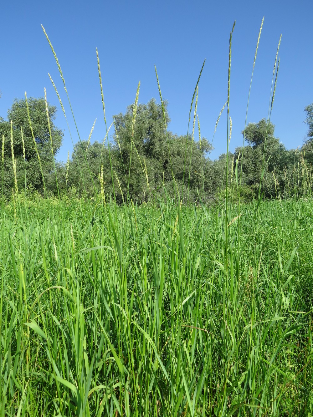 Изображение особи Elytrigia repens.