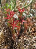 Sedum cespitosum