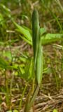 Polygonatum odoratum. Верхушка развивающегося побега. Башкортостан, долина р. Юрюзань ниже г. Усть-Катав, разреженный сосновый лес на склоне, обращенном к реке. 10 июня 2017 г.