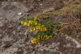 Chamaecytisus ruthenicus