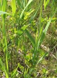 × Sorbaronia mitschurinii. Ветви с завязавшимися плодами в окружении Phragmites australis. Московская обл., Солнечногорский р-н, Щепкино верховое болото. 17.06.2018.