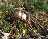 Cassiope lycopodioides. Растение с цветками и бутонами. Магаданская обл., окр. г. Магадан, п-ов Старицкого, каменистая сопка над морем. 06.07.2018.