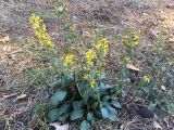 Solidago virgaurea. Цветущие растения. Ростовская обл., Усть-Донецкий р-н, Нижне-Кундрюченский заказник, окр. станицы Нижнекундрюченская, песчаный массив, опушка соснового леса. 06.10.2018.