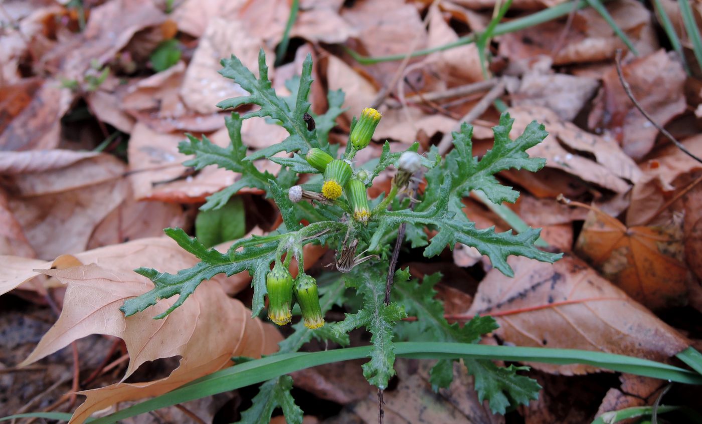 Изображение особи Senecio vulgaris.