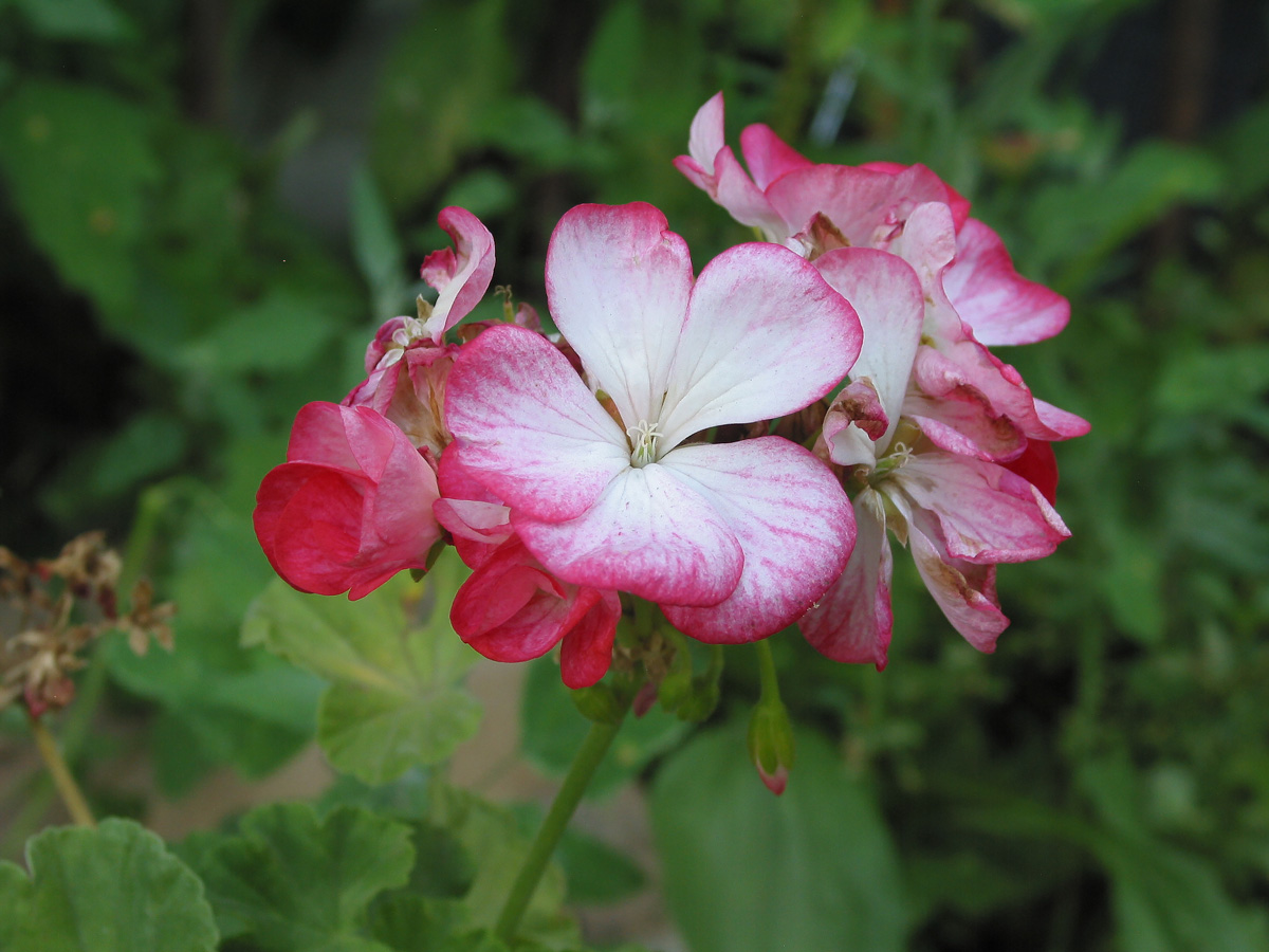 Изображение особи Pelargonium hortorum.