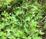 Geranium sibiricum