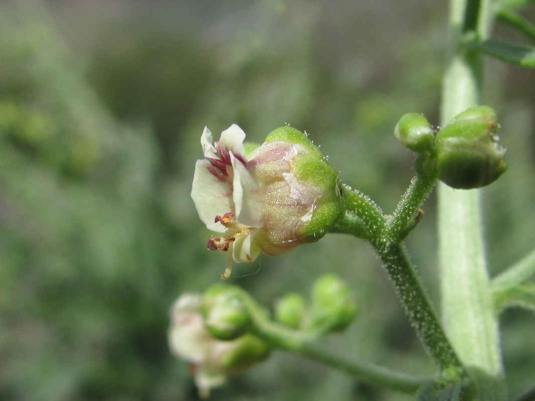 Изображение особи Scrophularia cinerascens.