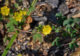 Trifolium campestre