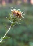 Carlina fennica. Верхушка побега с соцветием. Псковская обл., Себежский р-н, окр. пос. Идрица, зеленомошно-брусничный сосновый лес, обочина грунтовой дороги. 02.08.2019.