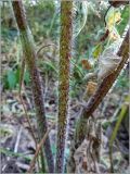 Chaerophyllum aromaticum. Часть стебля. Тверская область, Ржевский р-он, р. Волга, окр. переката Рождественский. 30 июля 2010 г.