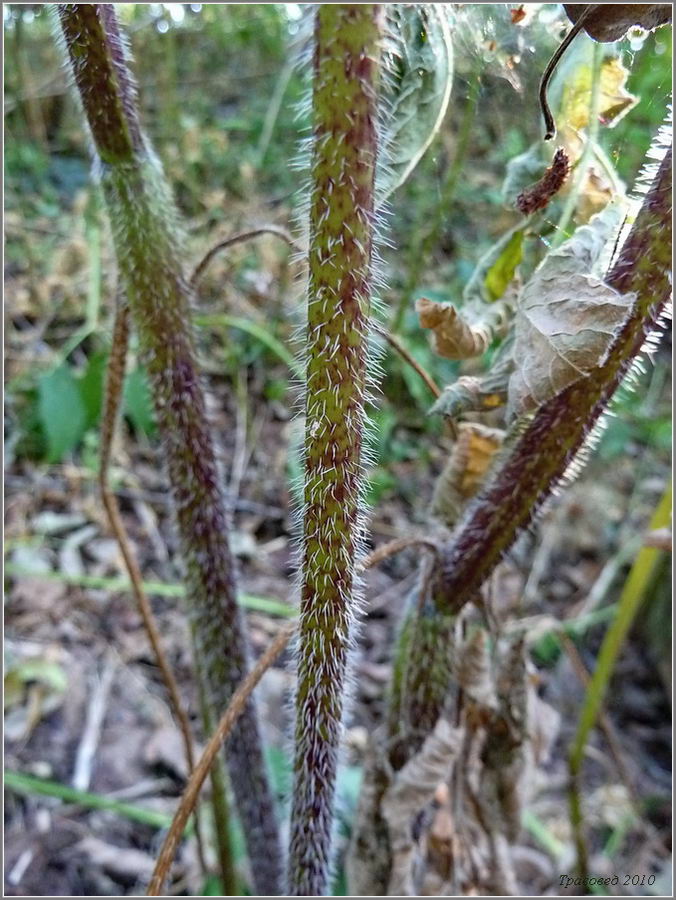 Изображение особи Chaerophyllum aromaticum.