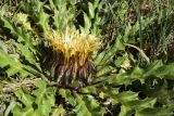 Carlina подвид cynara