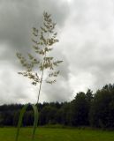 Calamagrostis epigeios