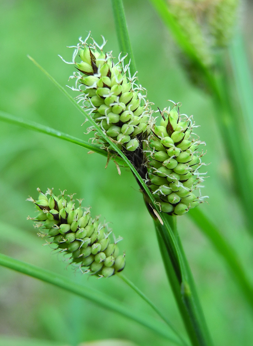 Изображение особи Carex hancockiana.
