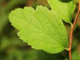 Spiraea turczaninowii